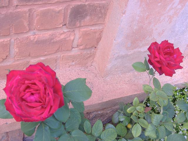 Deux roses rouges