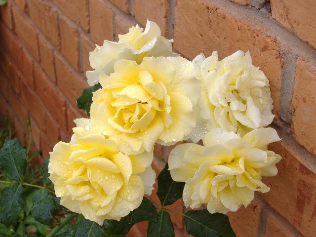 Des roses jaunes