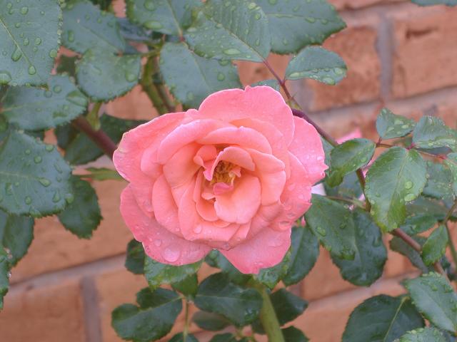 Une rose rose