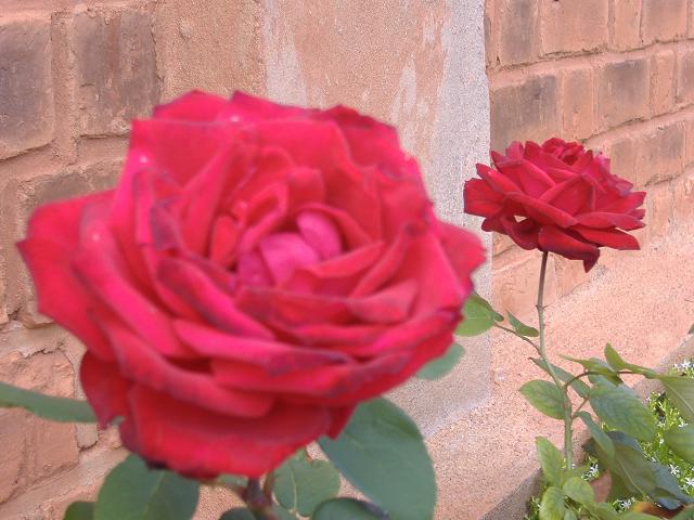 Deux roses rouges