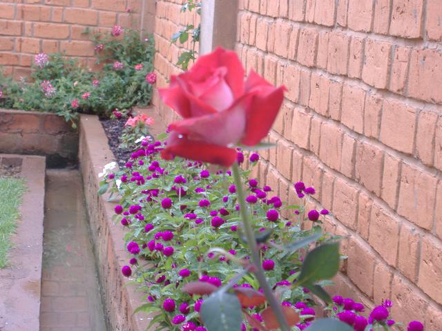 Une rose rouge